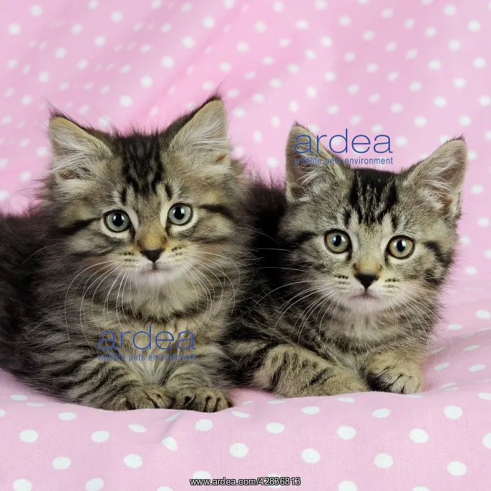 : Cat. Kittens (7 weeks old) on pink background : Cat. Kittens (7 weeks old) on pink background