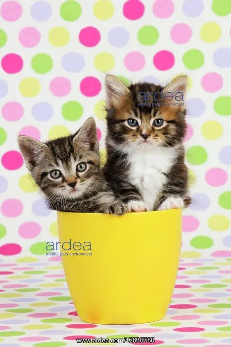 : Cat. Kittens (7 weeks old) sitting in cup : Cat. Kittens (7 weeks old) sitting in cup
