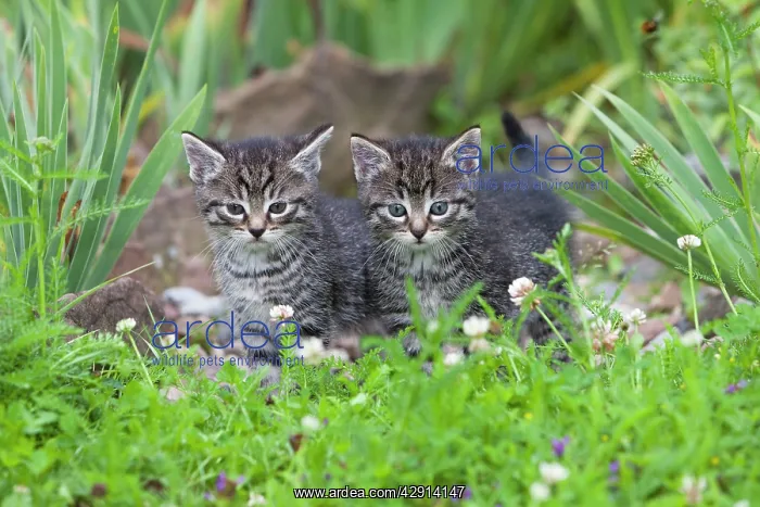 : Cat - two kittens alert - in garden : Cat - two kittens alert - in garden