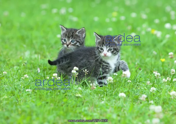 : Cat - two kittens alert on lawn : Cat - two kittens alert on lawn
