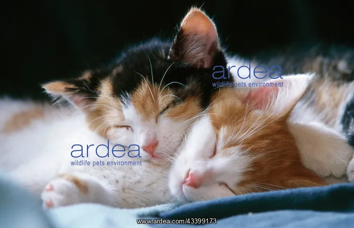 : CAT - two kittens asleep together : CAT - two kittens asleep together