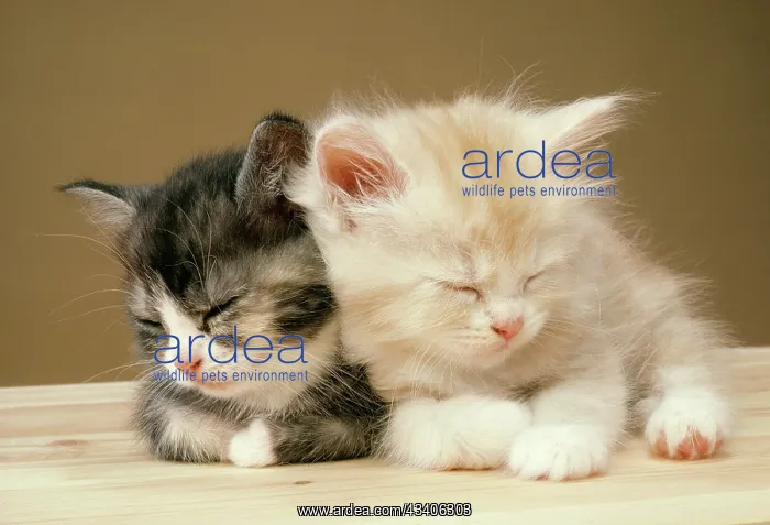 : CAT - two kittens asleep : CAT - two kittens asleep