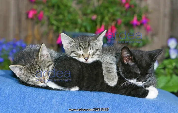 : Cat - three kittens asleep together on blanket - oudoors : Cat - three kittens asleep together on blanket - oudoors