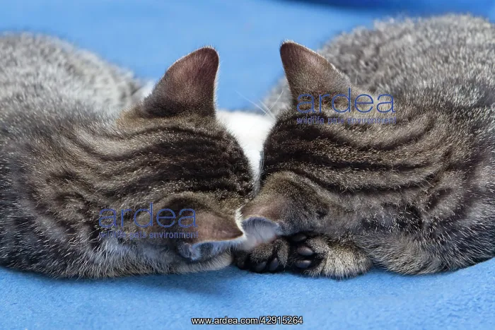  : Cat - two kittens asleep with their heads together