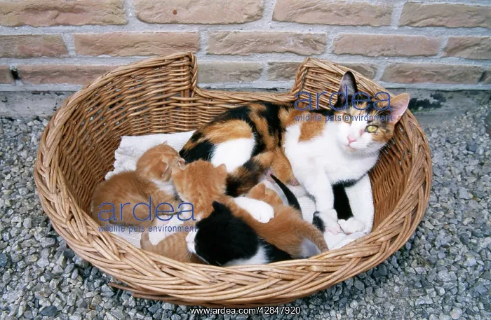  : CAT - With kittens in basket