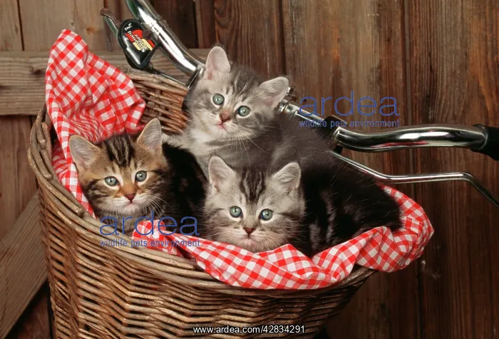 : CAT - three kittens in a basket on bicycle : CAT - three kittens in a basket on bicycle