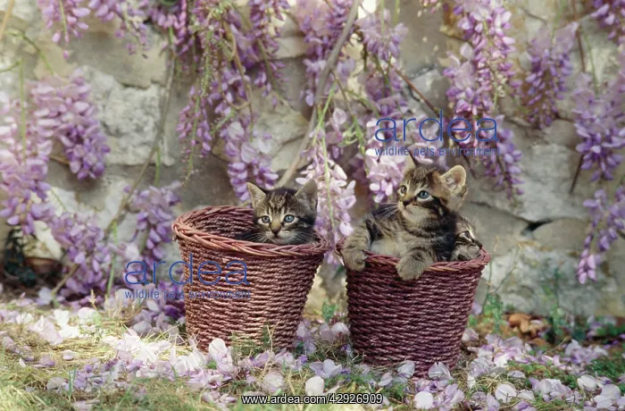  : Cat - kittens in baskets by Wisteria