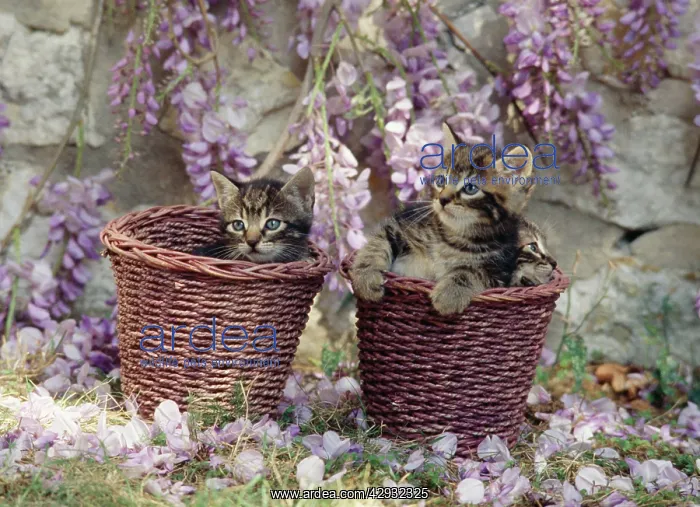  : Cat - kittens in baskets by Wisteria