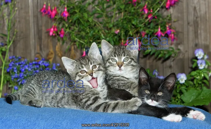 : Cat - three kittens together on blanket - oudoors : Cat - three kittens together on blanket - oudoors