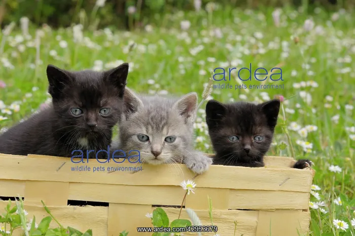  : Cat - Kittens in box
