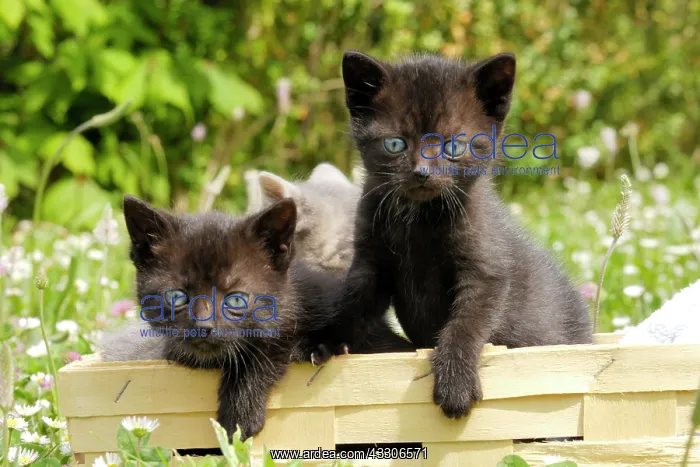 : Cat - Kittens in box : Cat - Kittens in box