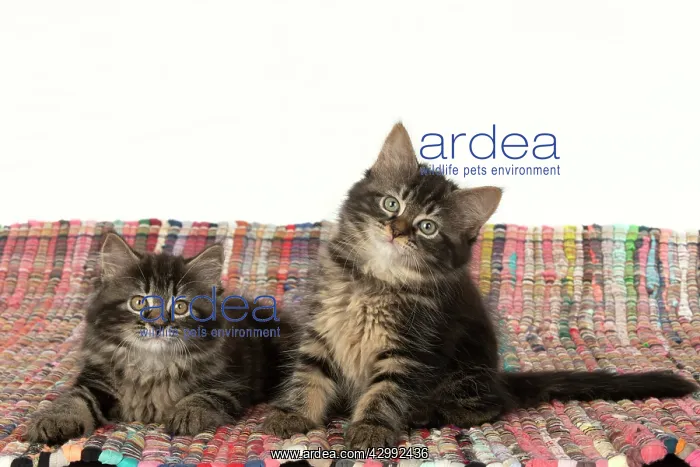  : CAT. Kittens, brown tabby (8 weeks old ) sitting
