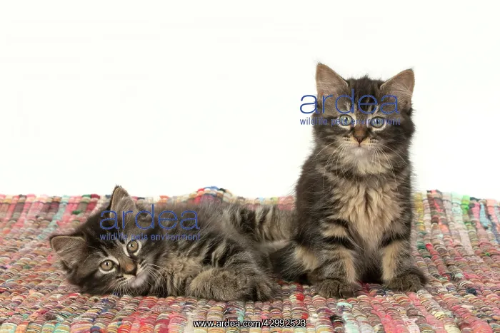  : CAT. Kittens, brown tabby (8 weeks old ) sitting