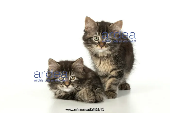 : CAT. Kittens, brown tabby (8 weeks old ) sitting : CAT. Kittens, brown tabby (8 weeks old ) sitting