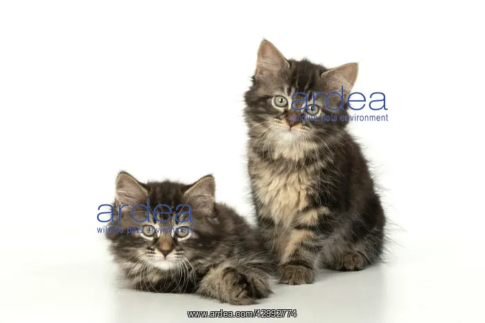 : CAT. Kittens, brown tabby (8 weeks old ) sitting : CAT. Kittens, brown tabby (8 weeks old ) sitting
