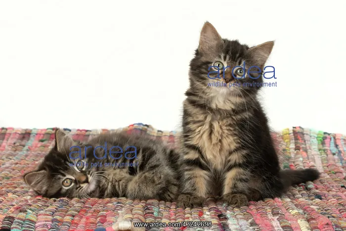 : CAT. Kittens, brown tabby (8 weeks old ) sitting : CAT. Kittens, brown tabby (8 weeks old ) sitting