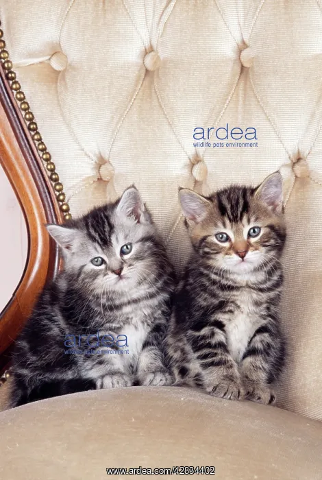 : CAT - two kittens on a chair : CAT - two kittens on a chair