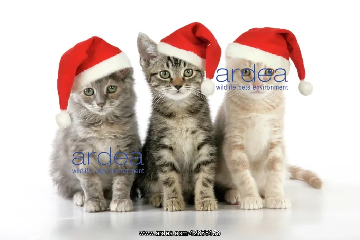 : CAT. three kittens - in Christmas hats : CAT. three kittens - in Christmas hats