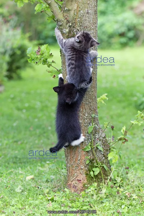 : Cat - two kittens climbing tree trunk : Cat - two kittens climbing tree trunk