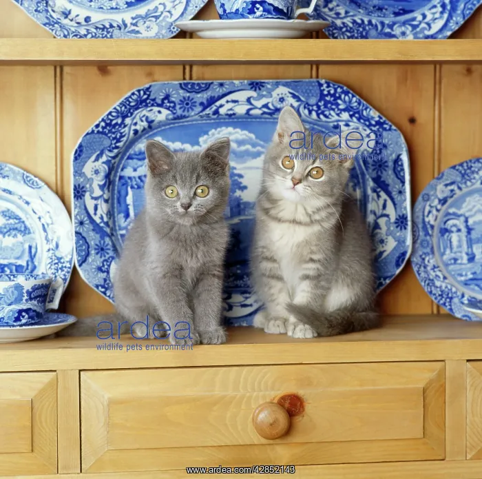 : Cat - kittens on dresser : Cat - kittens on dresser