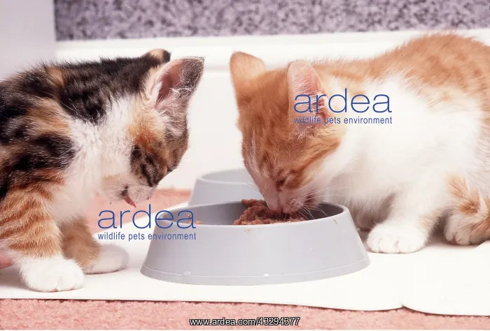 : CAT - two kittens eating at bowl : CAT - two kittens eating at bowl