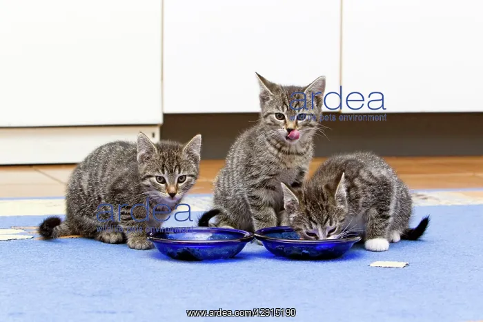  : Cat - three kittens feeding in kitchen