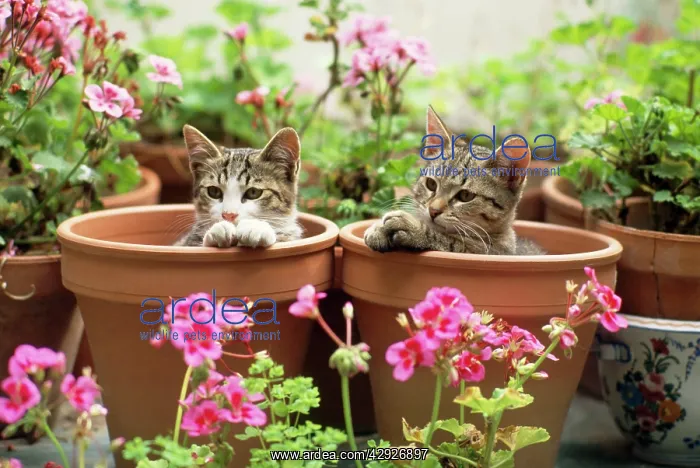  : Cat - kittens in flowerpots with Geraniums