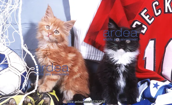 : CAT - TWO KITTENS & FOOTBALL GEAR / KIT : CAT - TWO KITTENS & FOOTBALL GEAR / KIT