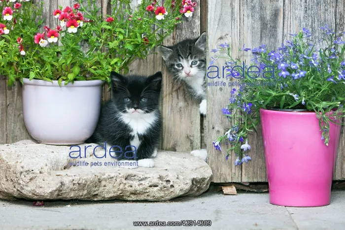: Cat - two kittens in front of garden shed : Cat - two kittens in front of garden shed