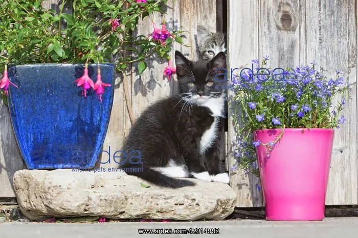 : Cat - two kittens beside garden shed : Cat - two kittens beside garden shed