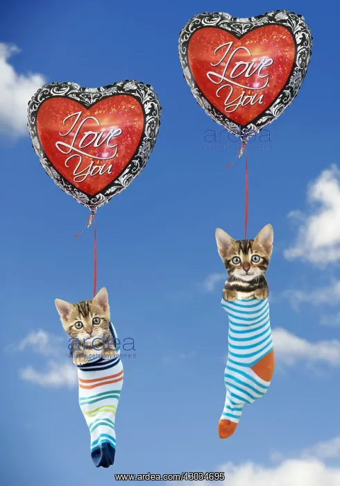 : Cat - Kittens hanging in socks from heart shaped : Cat - Kittens hanging in socks from heart shaped