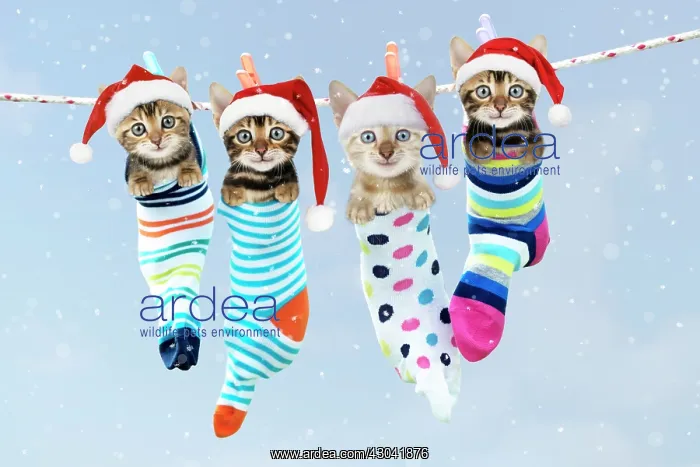 : Cat - Kittens hanging in socks wearing Christmas : Cat - Kittens hanging in socks wearing Christmas