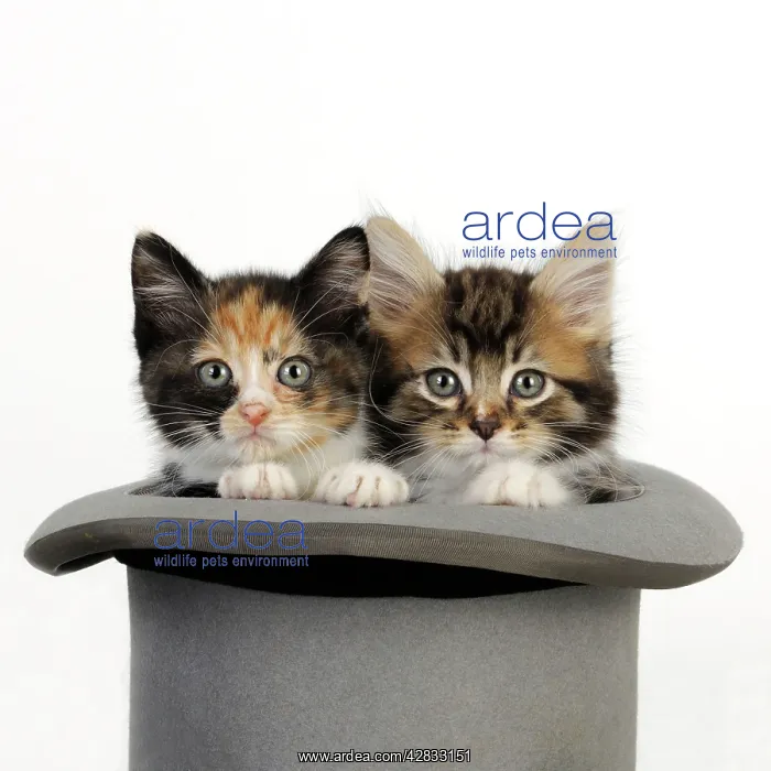 : Cat. Kittens in top hat : Cat. Kittens in top hat