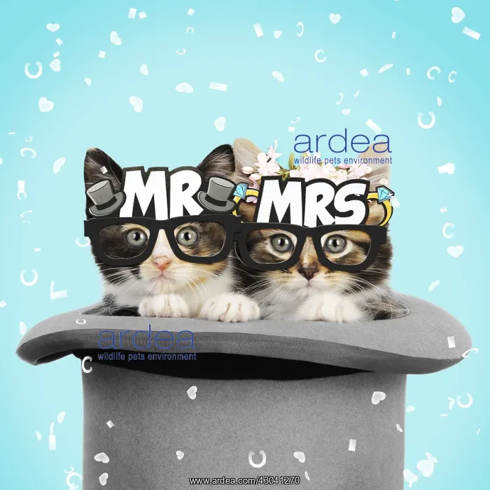 : Cat, Kittens in top hat, bride amp groom wearing : Cat, Kittens in top hat, bride amp groom wearing