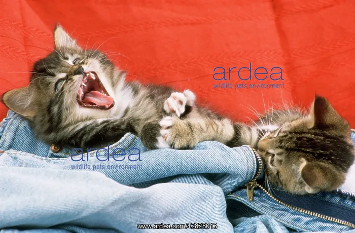 : Cat - kittens in jeans playfighting : Cat - kittens in jeans playfighting