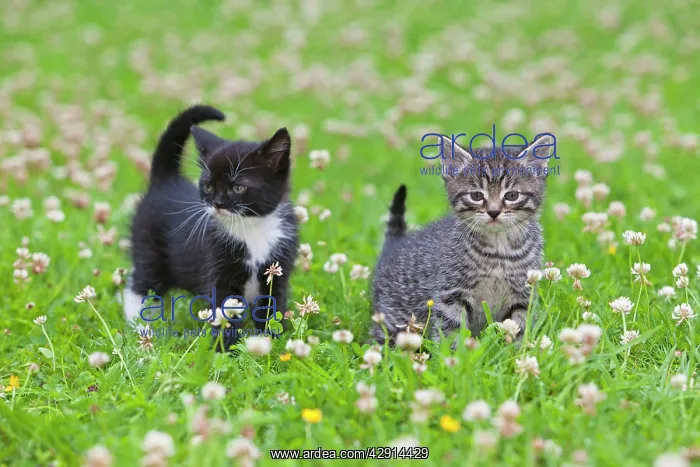  : Cat - two kittens on lawn