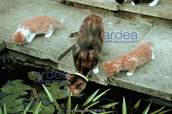  : Cat and Kittens - Looking Into Garden Pond