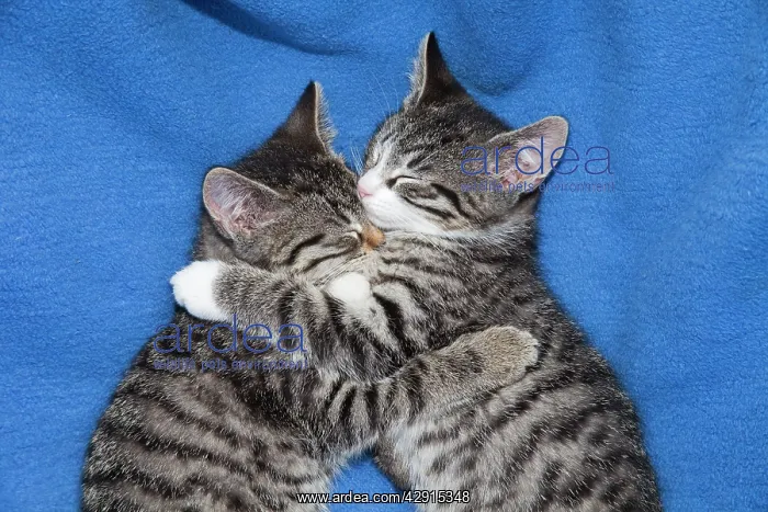 : Cat - two kittens lying together asleep on blanket : Cat - two kittens lying together asleep on blanket