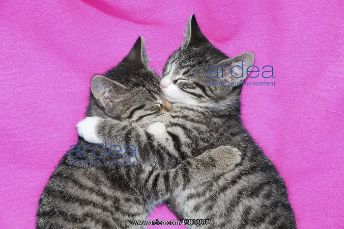 : Cat - two kittens lying together asleep on blanket : Cat - two kittens lying together asleep on blanket