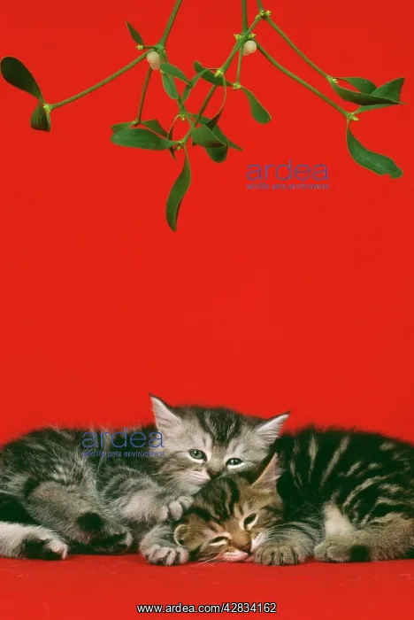 : CAT - kittens lying under mistletoe : CAT - kittens lying under mistletoe