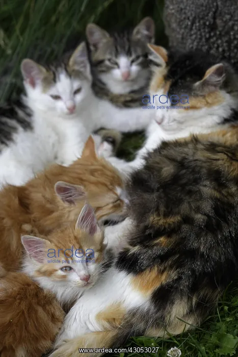 : Cat and kittens Manche France : Cat and kittens Manche France