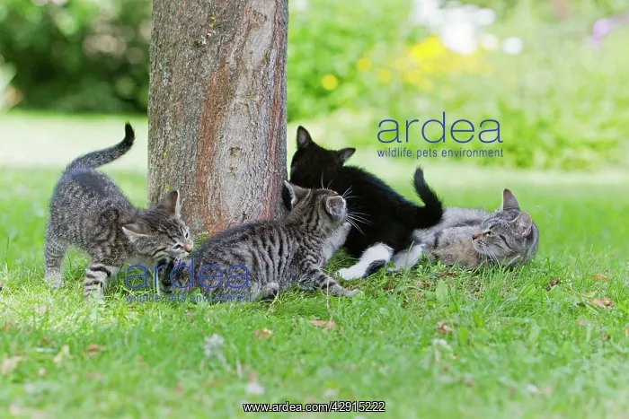 : Cat - three kittens and mother playing in garden : Cat - three kittens and mother playing in garden