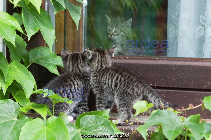 : Cat - two kittens peering at kitten through a glass door : Cat - two kittens peering at kitten through a glass door
