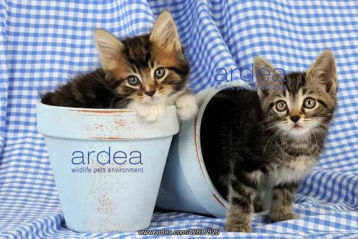: Cat. Kittens in plant pots : Cat. Kittens in plant pots