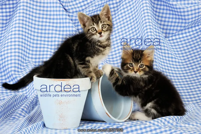 : Cat. Kittens in plant pots : Cat. Kittens in plant pots