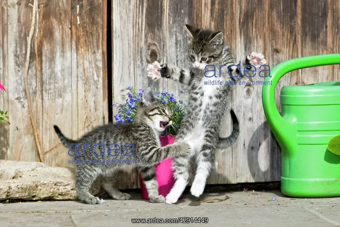 : Cat - two kittens play-fighting in front of garden shed : Cat - two kittens play-fighting in front of garden shed