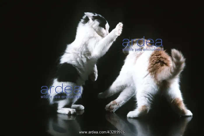: CAT - two kittens playfighting : CAT - two kittens playfighting