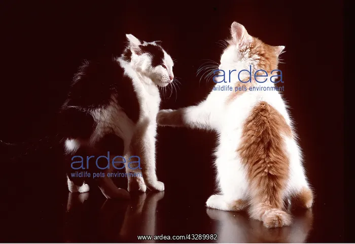  : CAT - two kittens playfighting