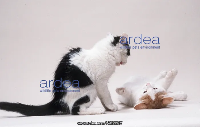 : CAT - two kittens playfighting : CAT - two kittens playfighting