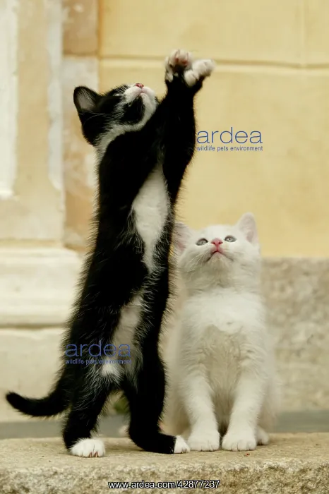  : CAT - kittens playing